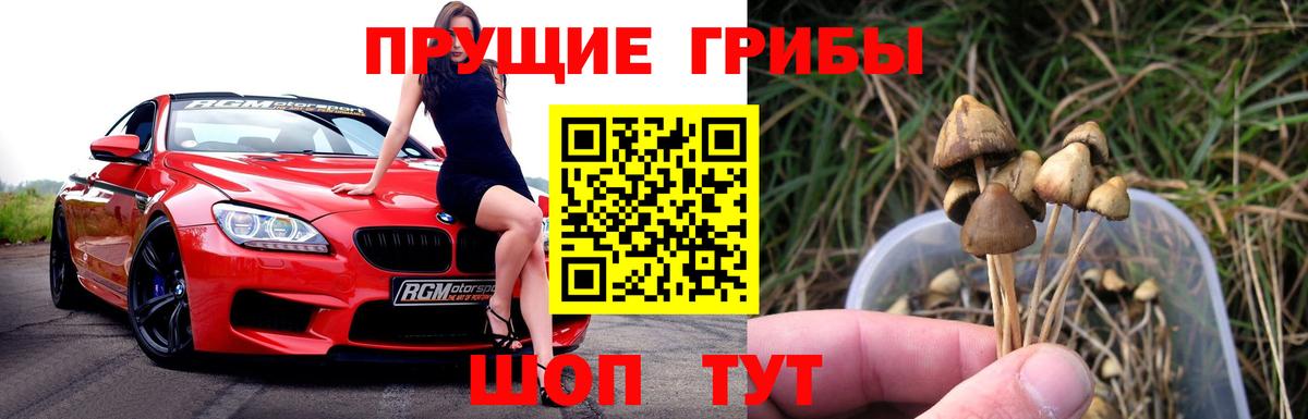 Псилоцибиновые грибы Cubensis Гусиноозёрск